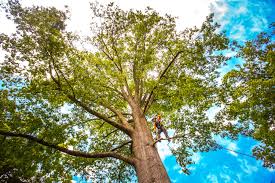 Best Tree Removal  in Dock Junction, GA