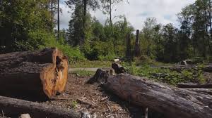 Best Commercial Tree Services  in Dock Junction, GA