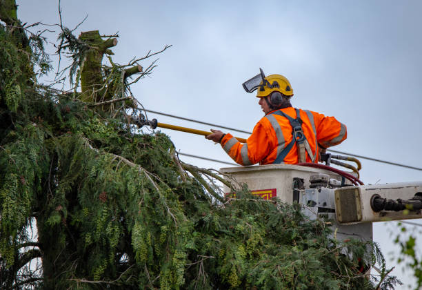 How Our Tree Care Process Works  in  Dock Junction, GA