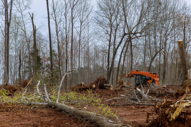 Professional Tree Care in Dock Junction, GA